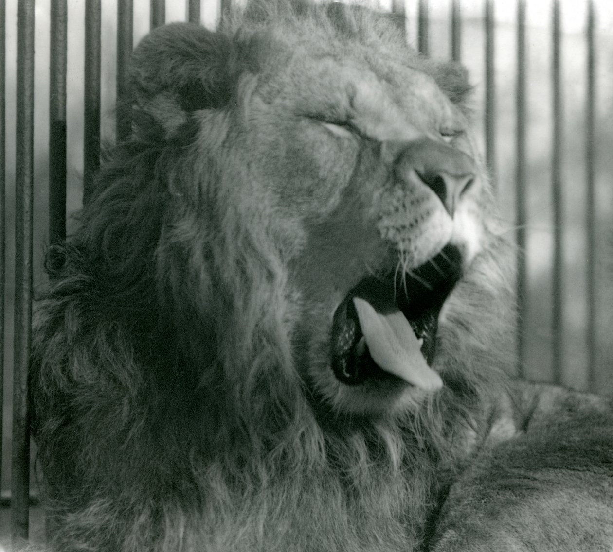 Hanløve, Abdullah, gaber i sin indhegning i London Zoo i 1925 af Frederick William Bond