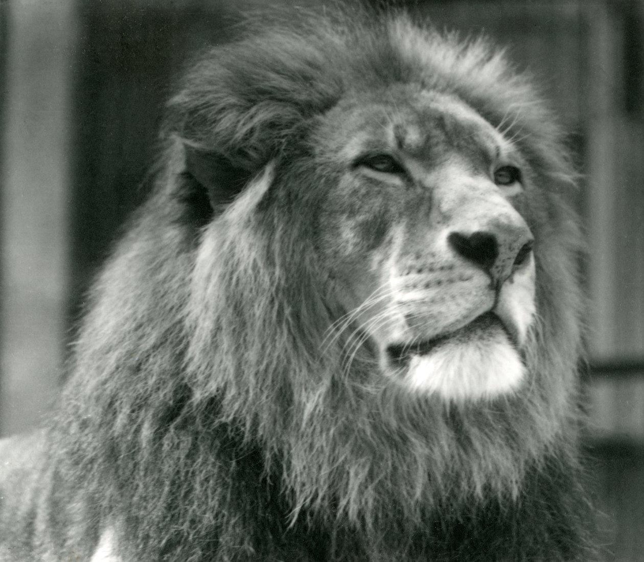 Hanløve Kuja i London Zoo i august 1924 af Frederick William Bond