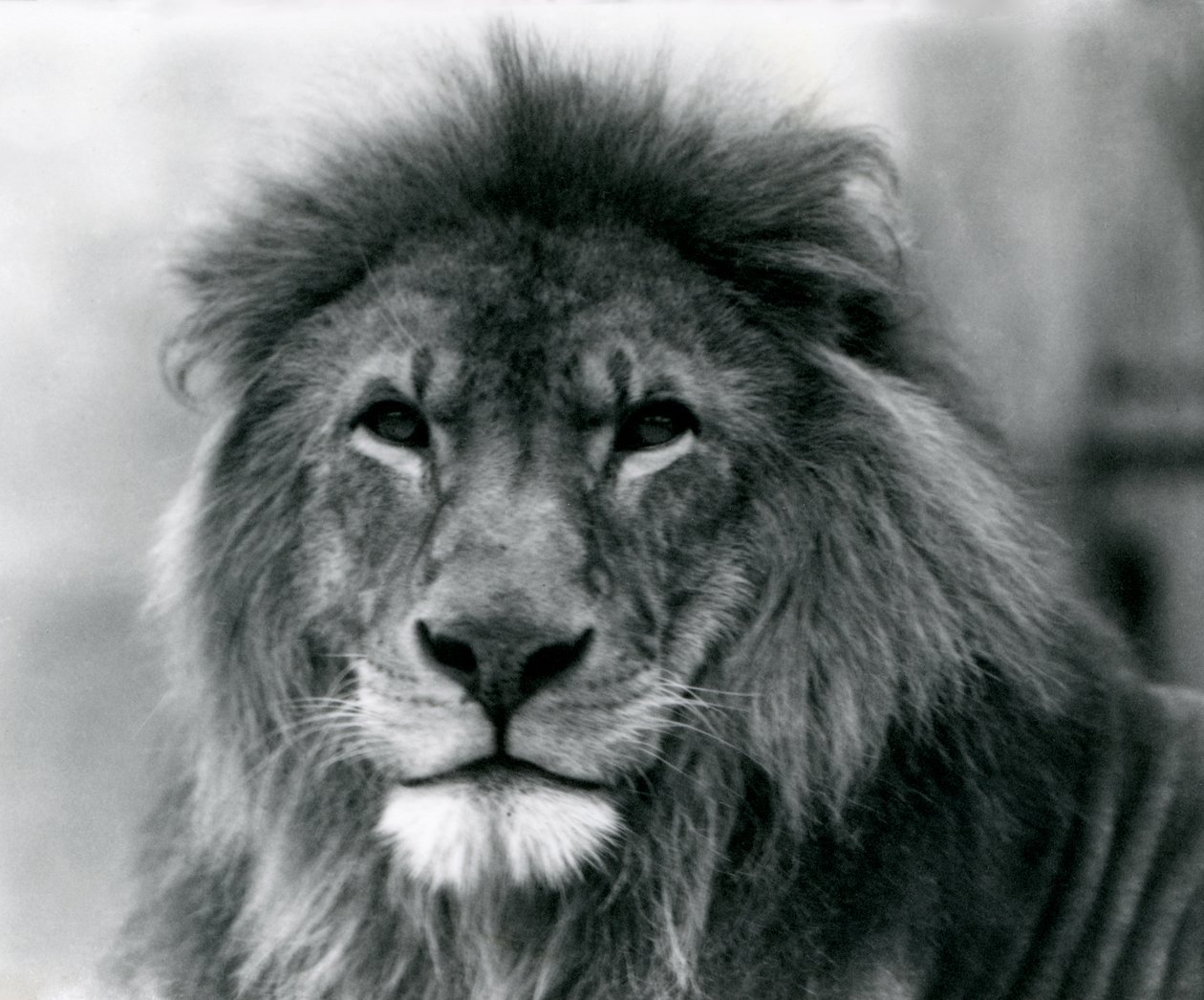 Hanløve Kuja i London Zoo i januar 1925 af Frederick William Bond