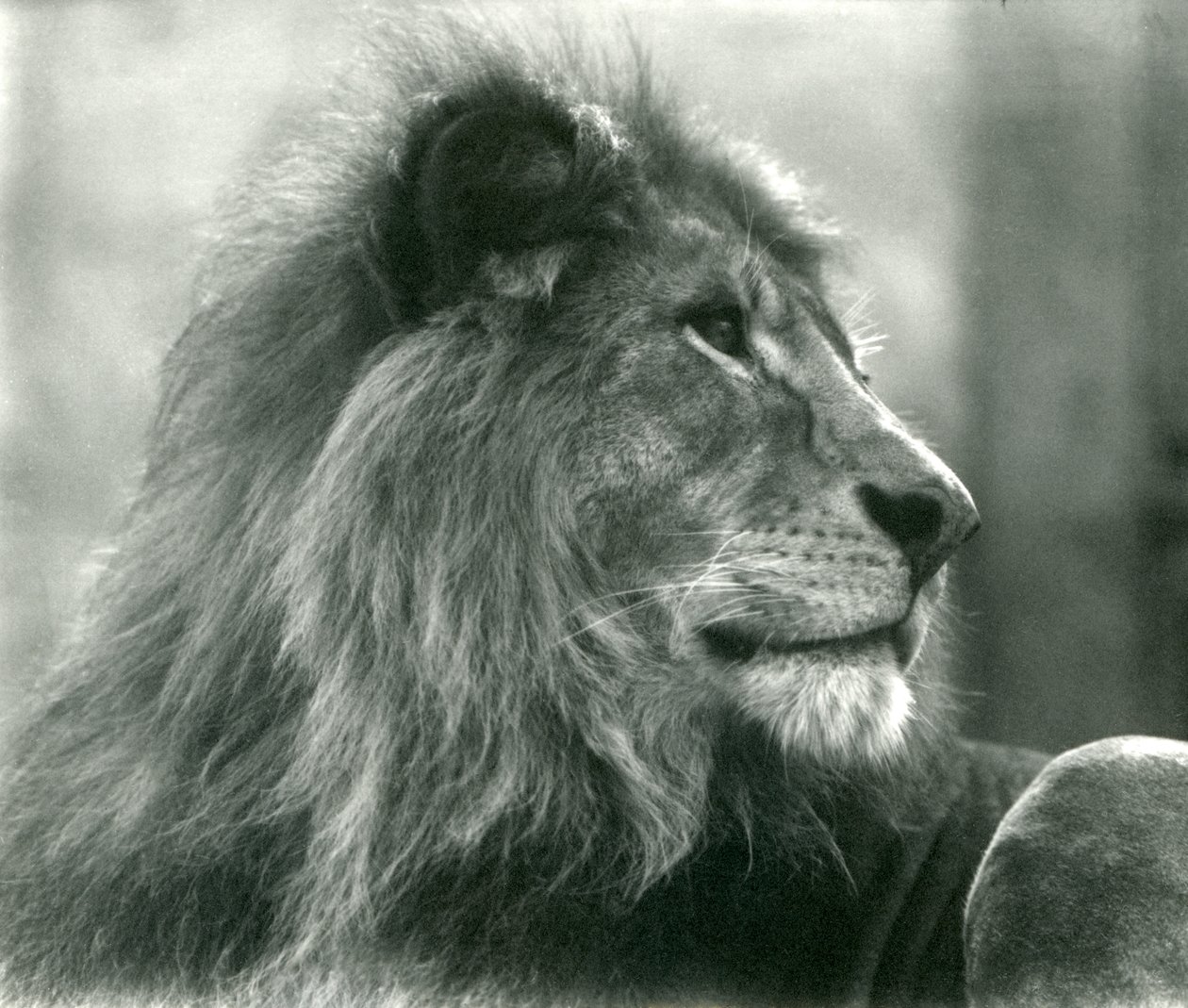 Hanløve Kuja i London Zoo i januar 1925 af Frederick William Bond