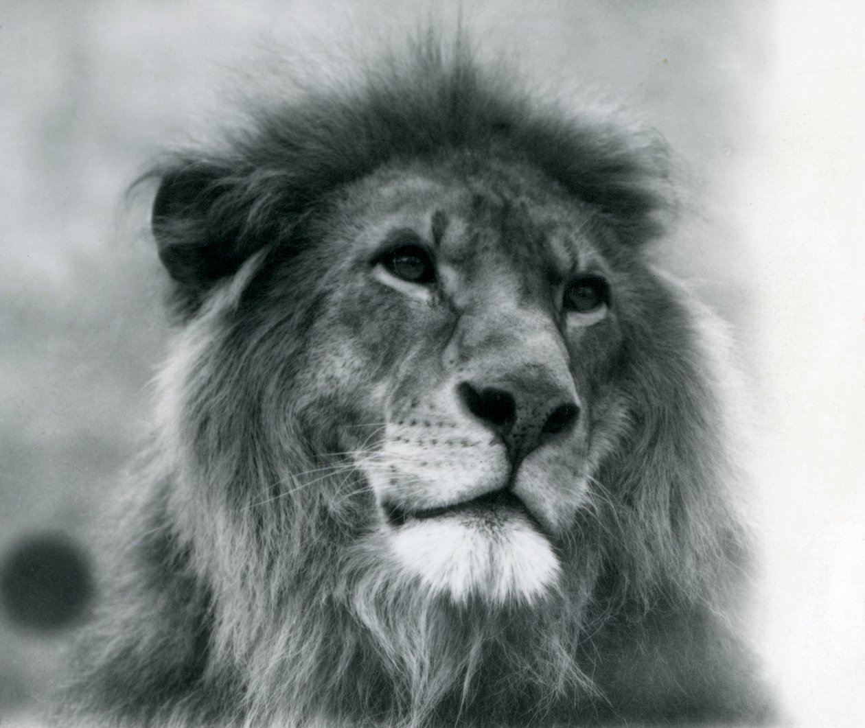 Hanløve Kuja i London Zoo i januar 1925 af Frederick William Bond