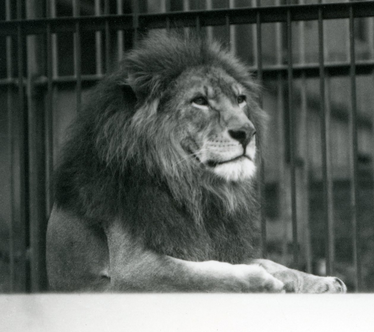 Hanløven Kuja liggende i sit indhegning i London Zoo i januar 1925 af Frederick William Bond
