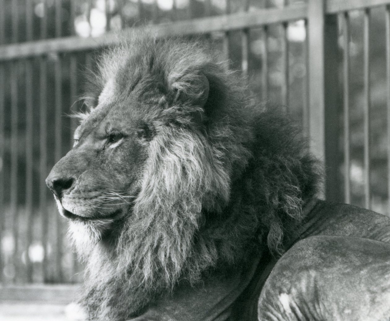 Hanløve Toto liggende i sit indhegning i London Zoo i september 1927 af Frederick William Bond