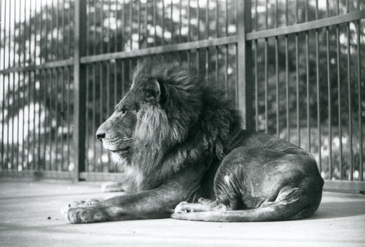 Hanløve Toto liggende i sit indhegning i London Zoo i september 1927 af Frederick William Bond