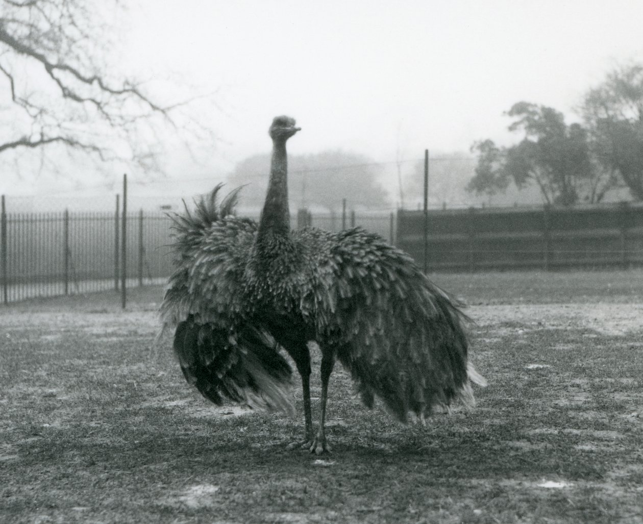 Mandlige opkaldsvisning ved en Greater Rhea, London Zoo af Frederick William Bond