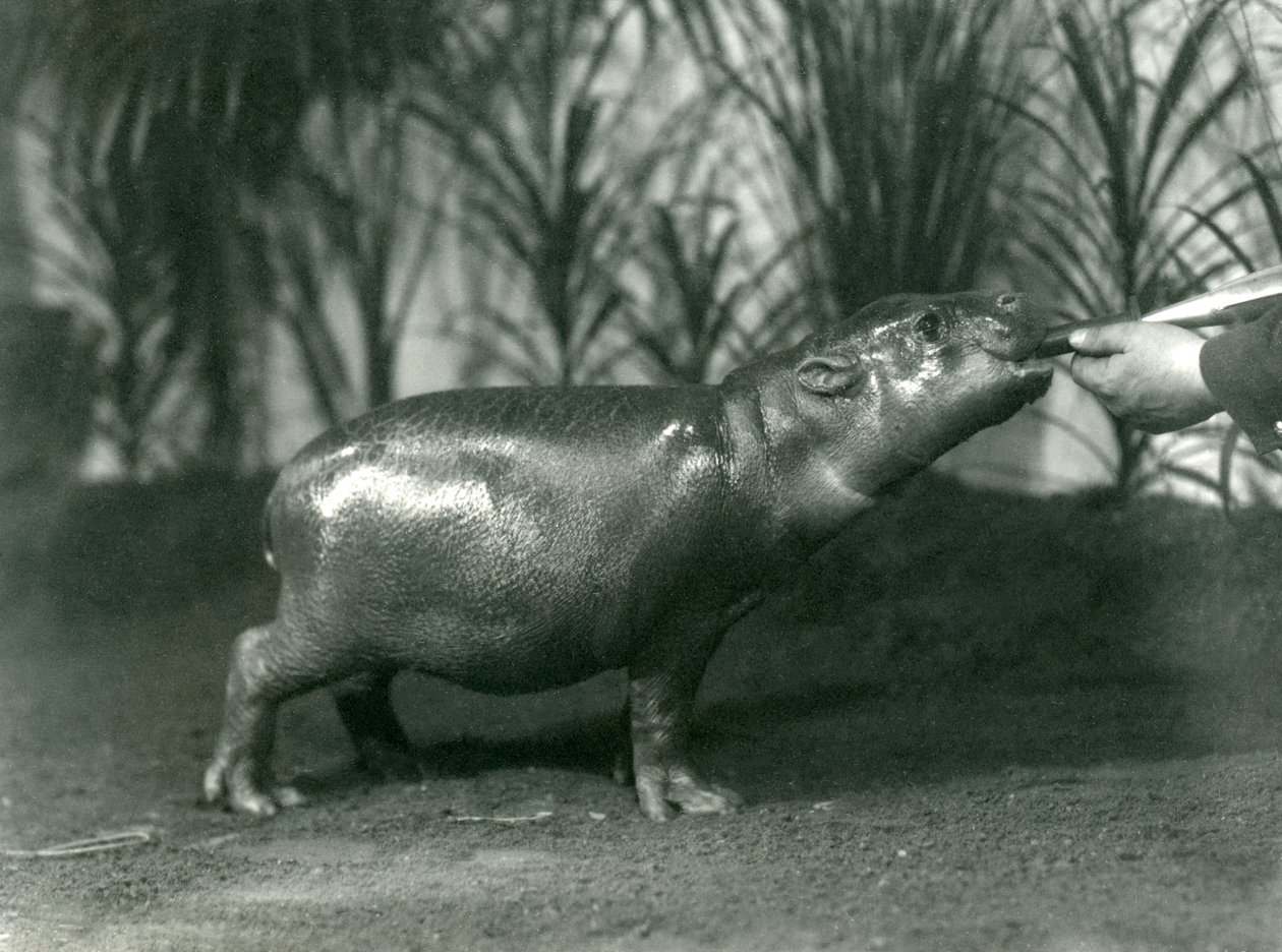 Percy, en ung pygmæflodhest, der håndfodres i London Zoo, november 1923 (bw foto) af Frederick William Bond