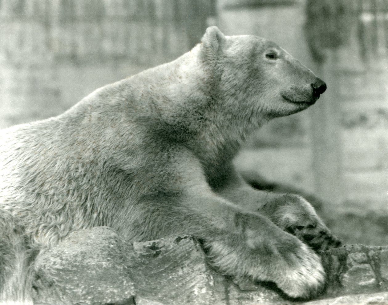 Isbjørnen Sam hviler på klipper på Mappin Terraces, London Zoo, før 1930 af Frederick William Bond
