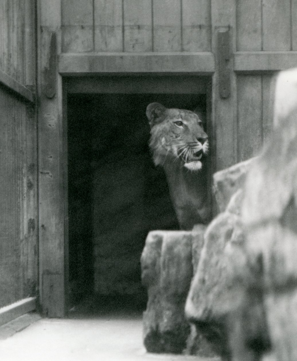 Ranji en mandlig Tigon, London Zoo, juli 1924 af Frederick William Bond