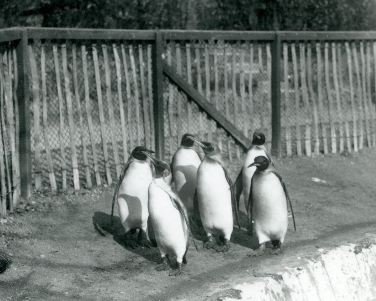 Seks kongepingviner går ved siden af deres pool i London Zoo i 1927 af Frederick William Bond