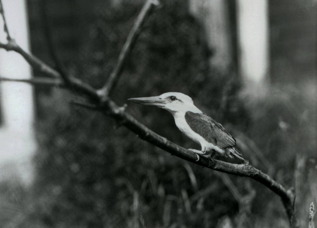 Storkenæbbet isfugl hviler på en gren, denne underart er fra Sulu Archipelago i Filippinerne, London Zoo af Frederick William Bond