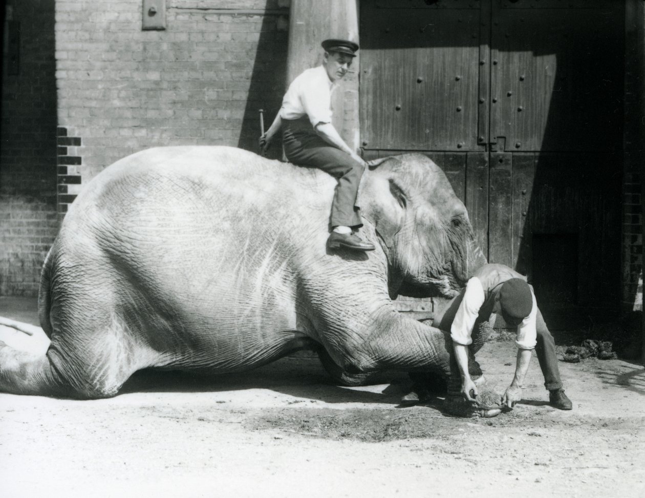 Sundermalah får sin forreste fod trimmet af en målmand, med en fil, mens en anden sidder på hendes ryg, London Zoo, 1926 af Frederick William Bond