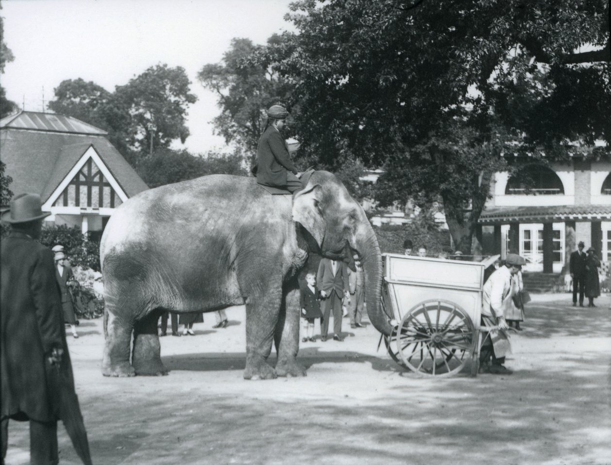 Syed Ali rider på Indiarani bag en trillebør, London Zoo, oktober 1925 af Frederick William Bond