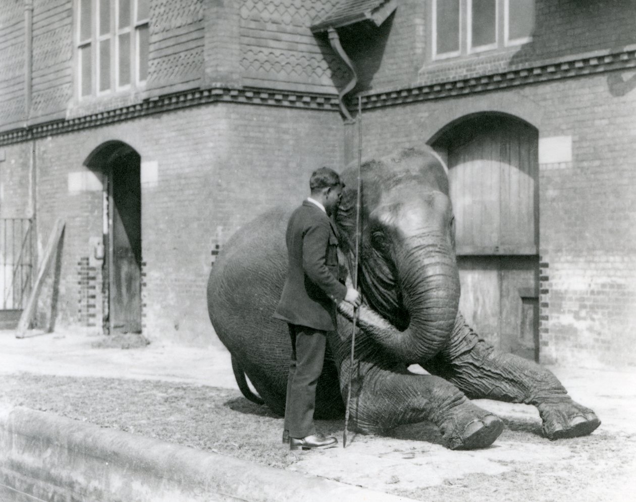 Syed Ali, træner indiarani foran Elephant House, London Zoo, august 1923 (bw foto) af Frederick William Bond