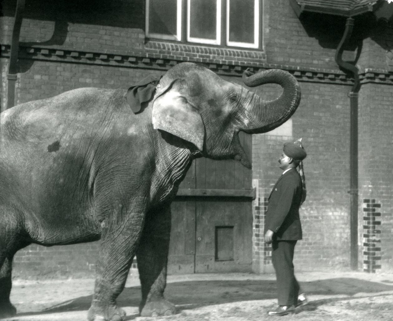 Syed Ali træner Indiarani foran elefanthuset i London Zoo, oktober 1925 af Frederick William Bond