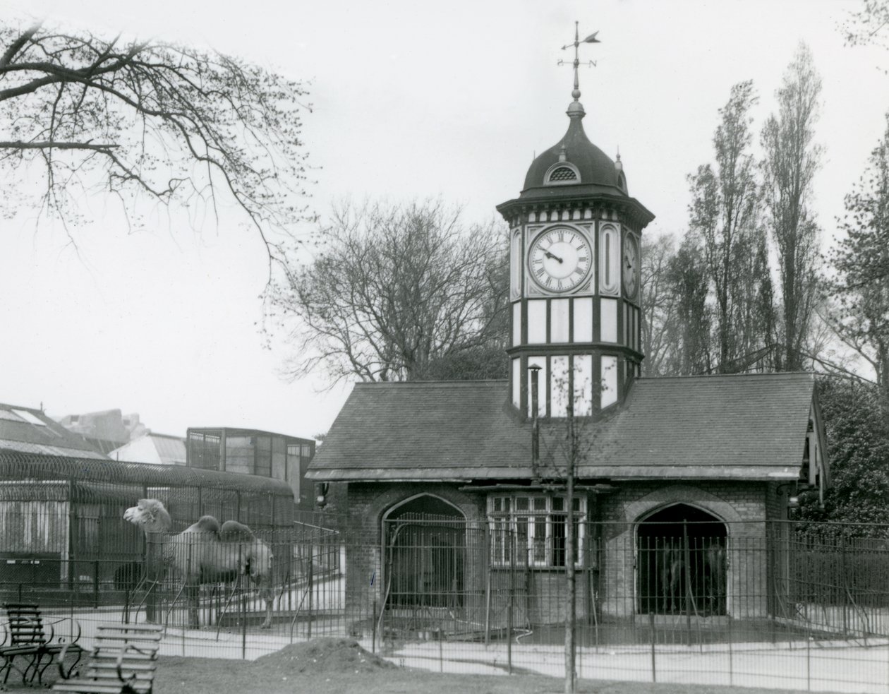 Kamelhuset. London Zoo af Frederick William Bond