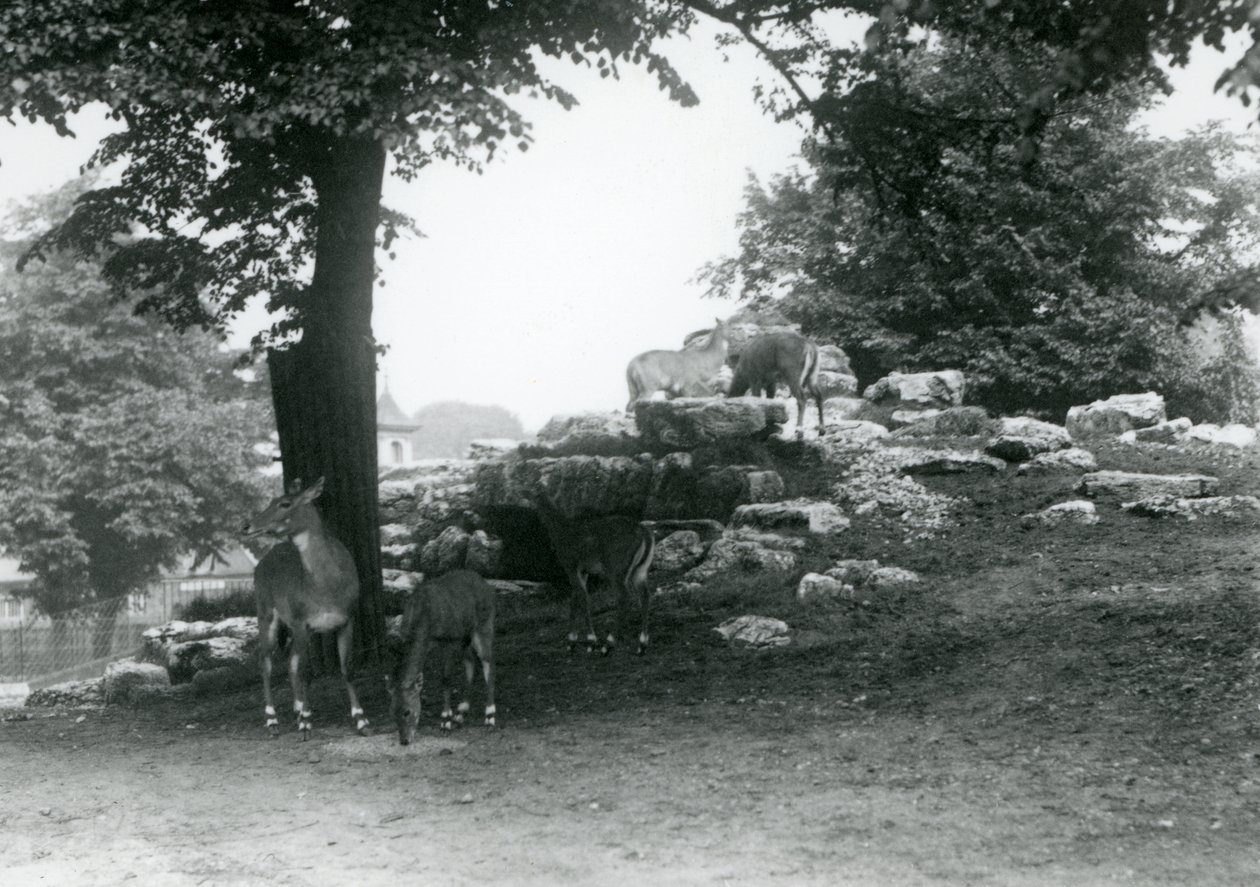 ElandAntelope Paddock i London Zoo i 1924 af Frederick William Bond