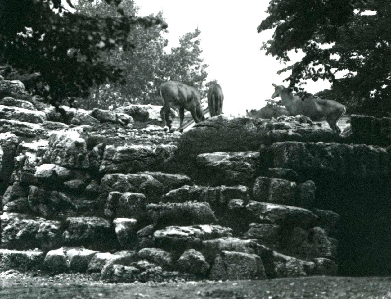ElandAntelope Paddock i London Zoo i juni 1924 af Frederick William Bond