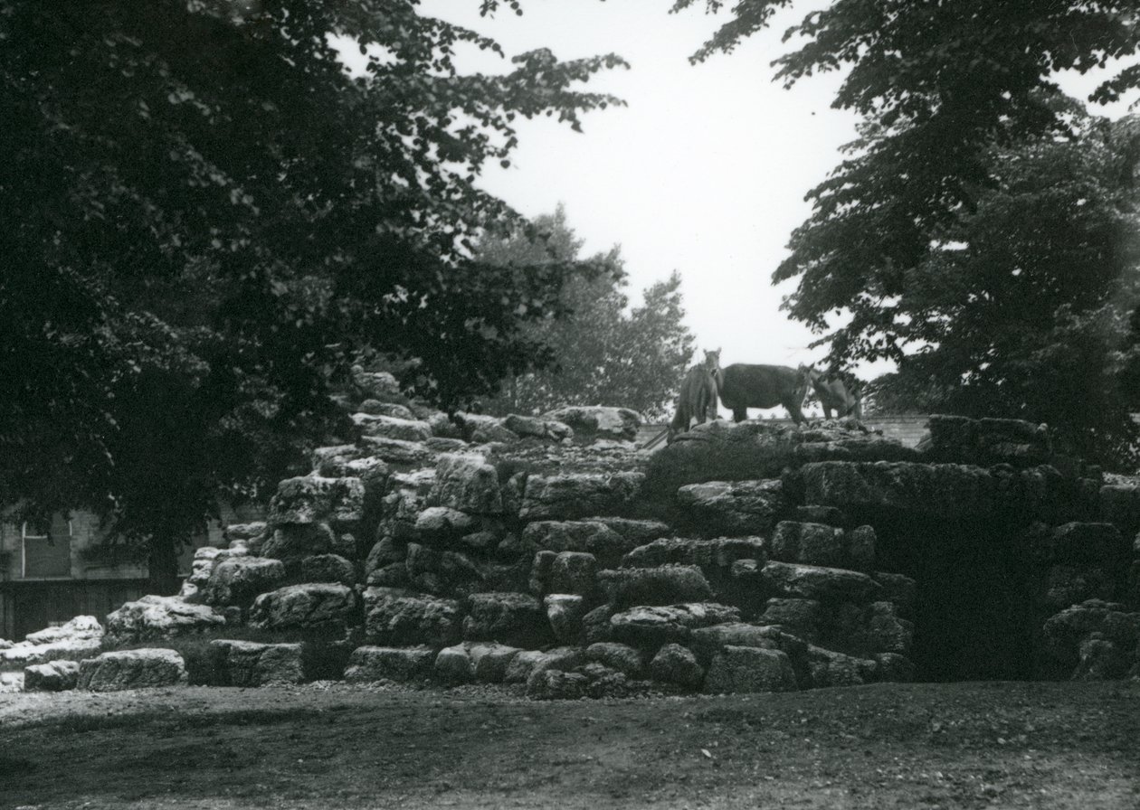 ElandAntelope Paddock i London Zoo i juni 1924 af Frederick William Bond
