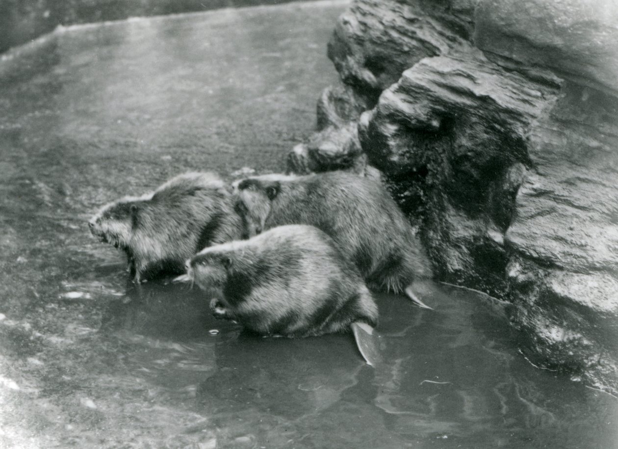 Tre bævere i deres bassin i London Zoo, 1920