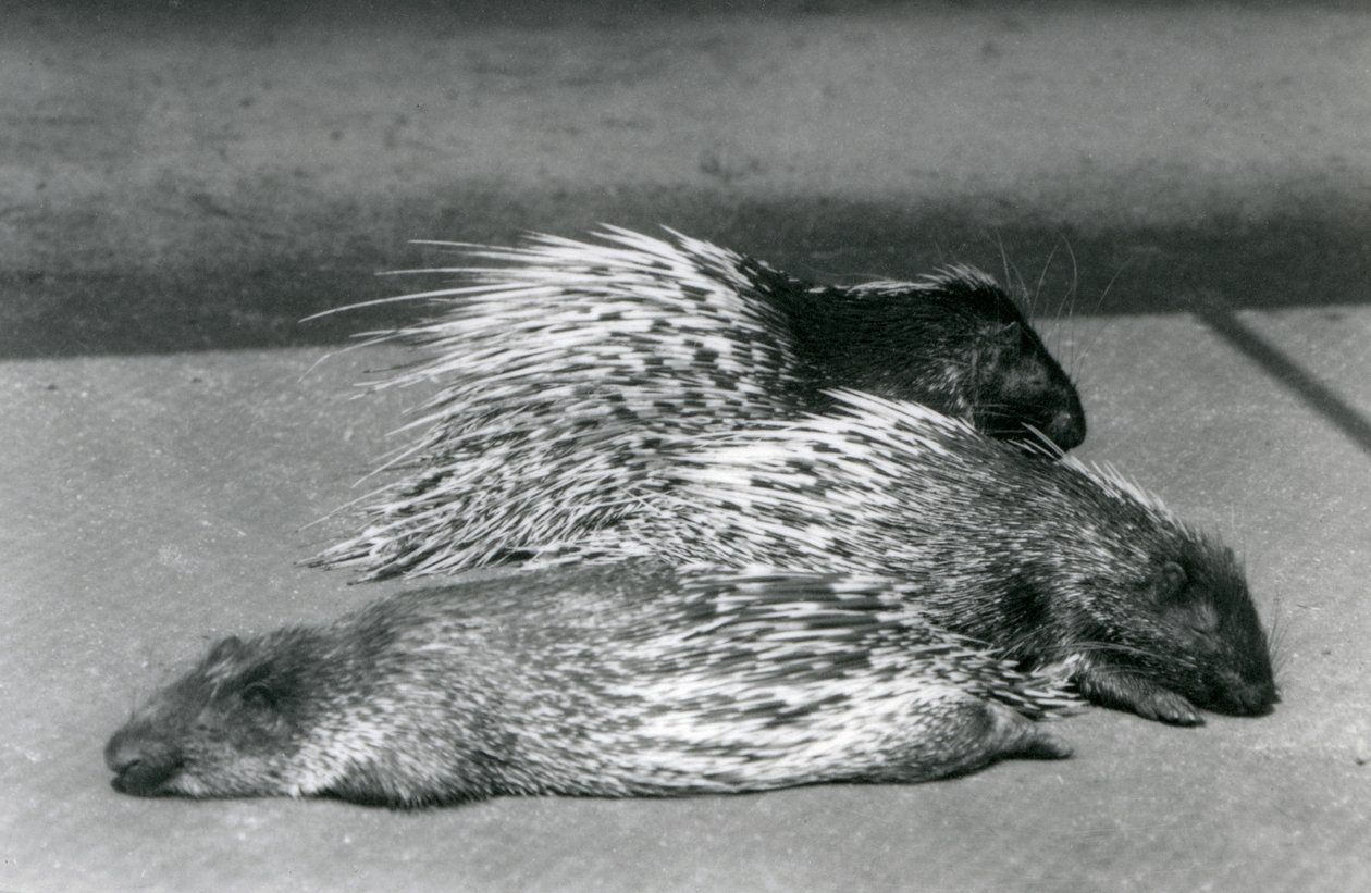 Three Cape South African Porcupines, London Zoo, 1925 af Frederick William Bond