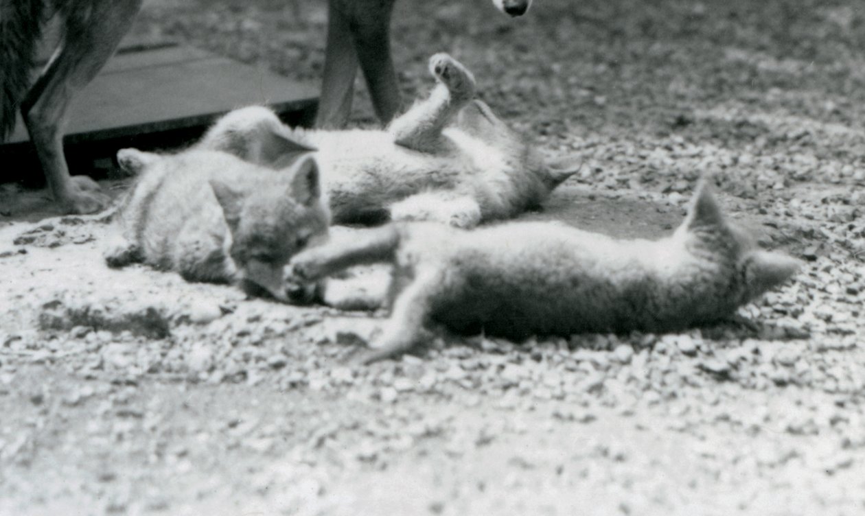 Tre Coyote-unger ruller på jorden ved deres mors fødder, London Zoo af Frederick William Bond