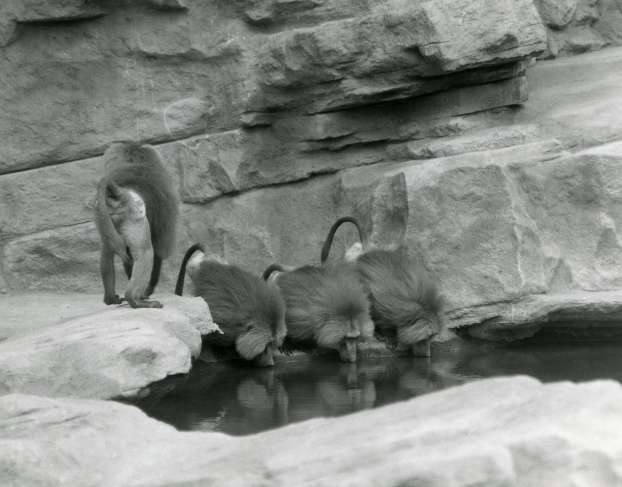 Tre hellige bavianer drikker fra en pool i deres stenede indhegning, mens en fjerde går væk, London Zoo, juni 1925 af Frederick William Bond