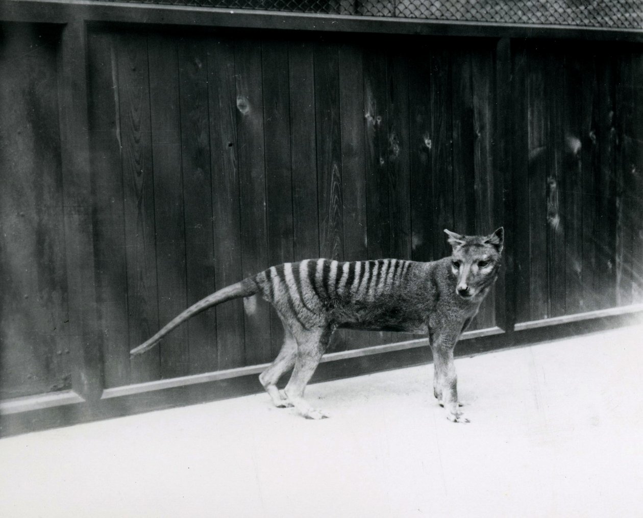 Thylacine Tasmanian Wolf i London Zoo, før 1930 af Frederick William Bond