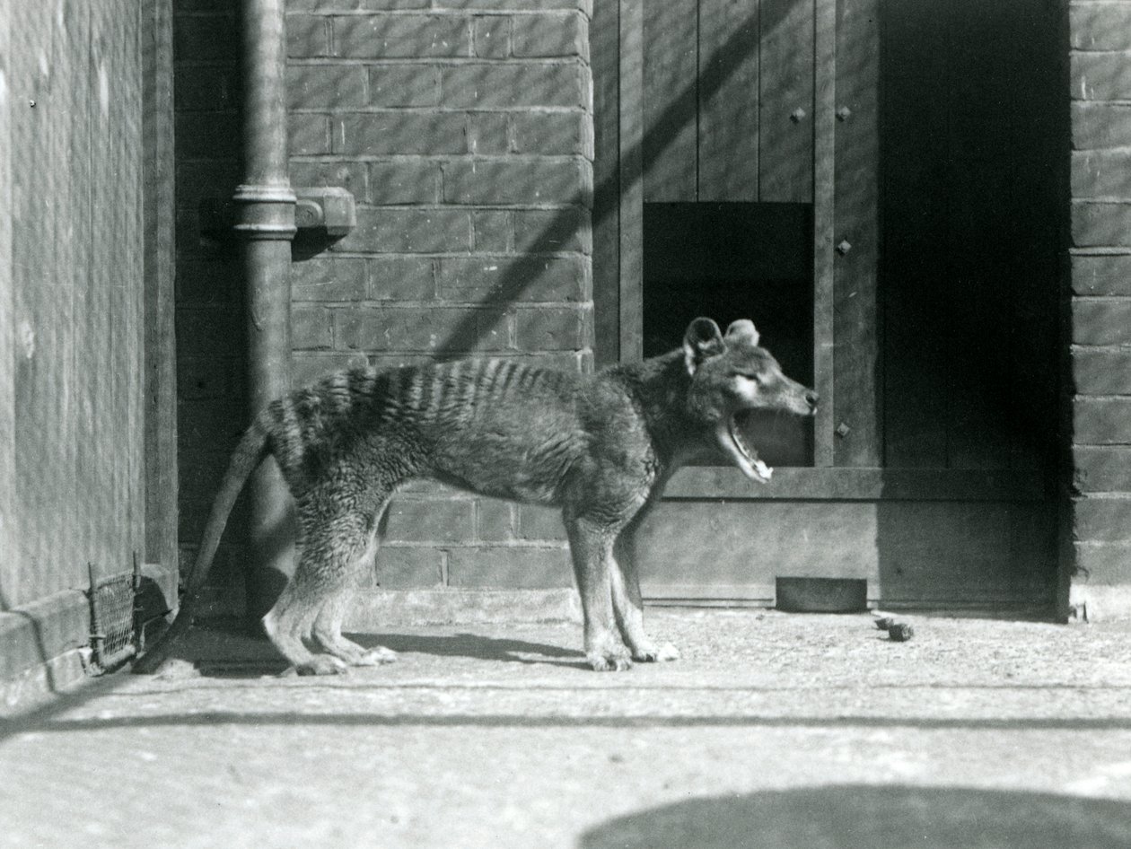 Thylacine/Tasmanian Wolf i London Zoo i august 1926 (s/h-billede) af Frederick William Bond