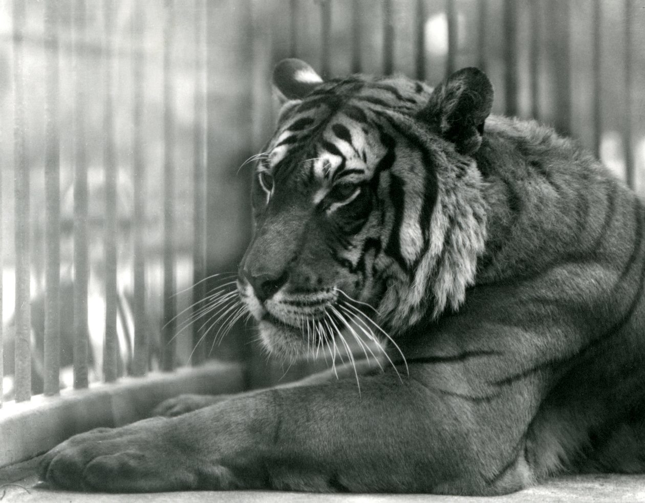 Tiger Sam at London Zoo,1925 af Frederick William Bond