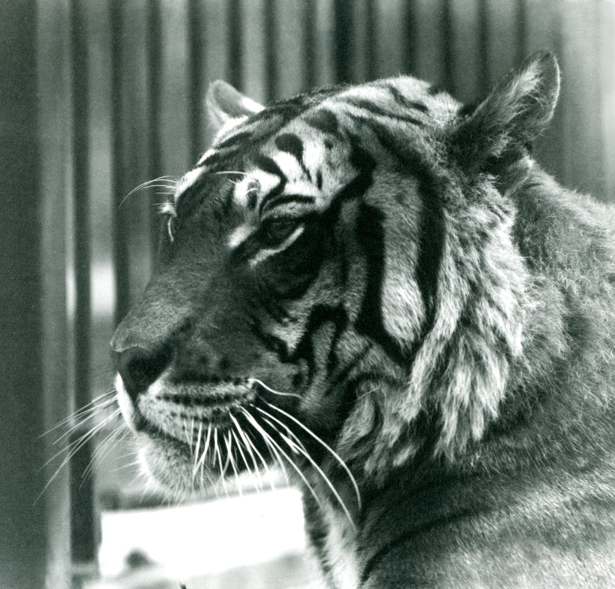Tiger Sam i London Zoo i 1925 af Frederick William Bond