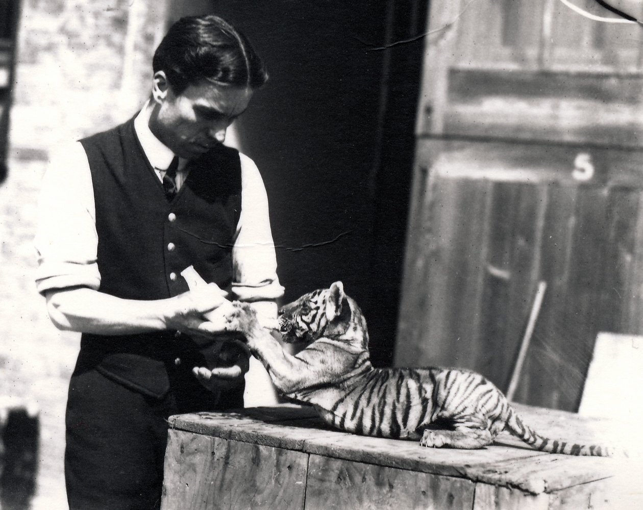 Tigerunge bliver fodret af målmanden Harry Warwick, 1914 af Frederick William Bond