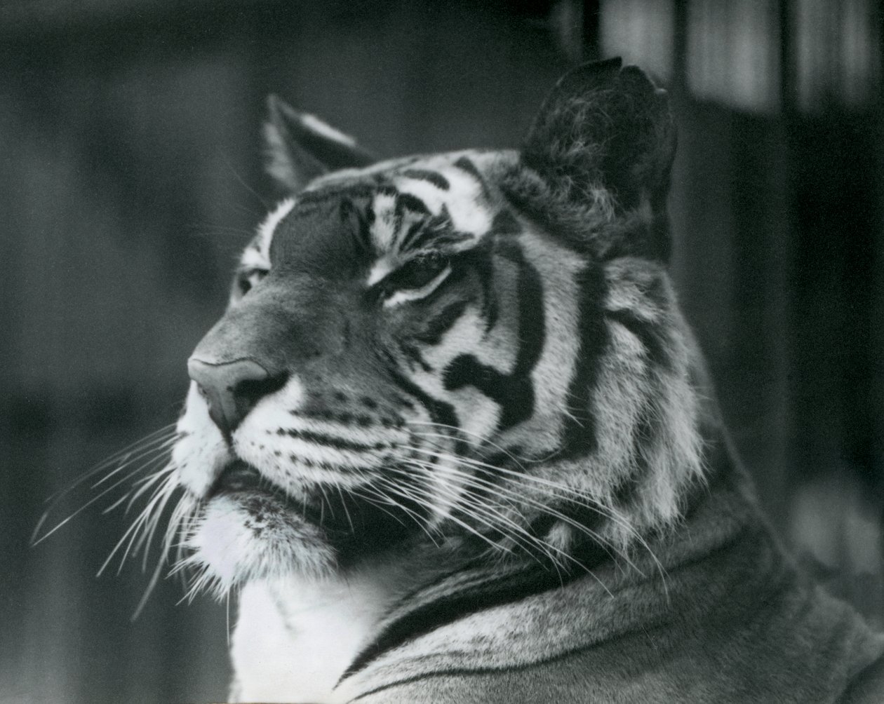 Tigress Sally i London Zoo i 1927 af Frederick William Bond