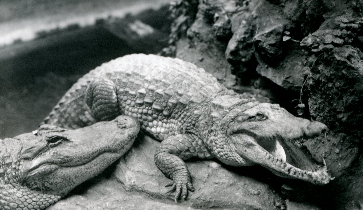 To amerikanske alligatorer i London Zoo, juli 1914 af Frederick William Bond