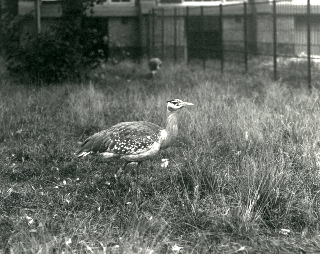 To arabiske bustards stående i deres indhegning i London Zoo, september 1927 af Frederick William Bond