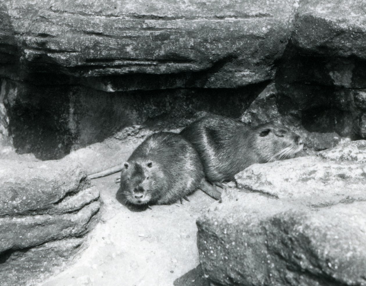 To Coypuer hviler blandt klipper i deres indhegning i London Zoo, april 1925 af Frederick William Bond