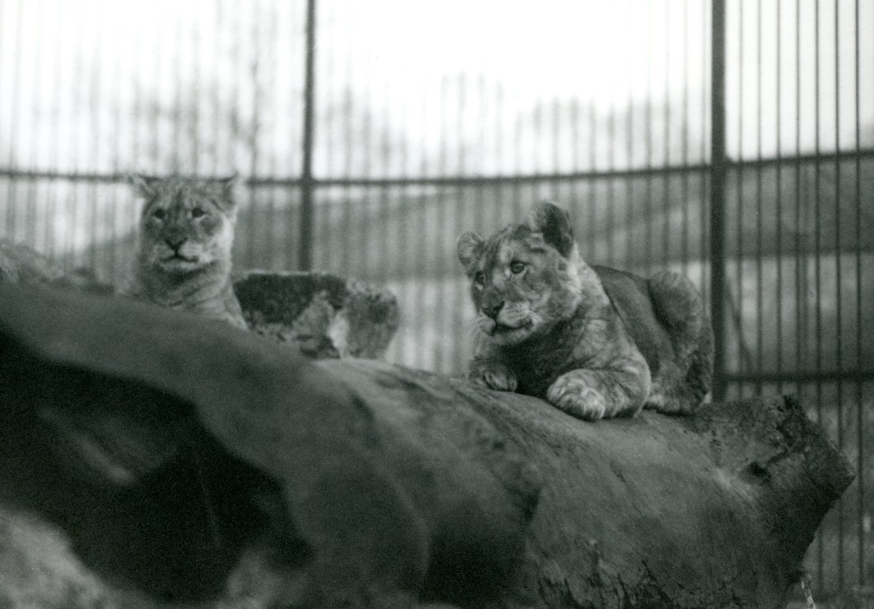 To løveunger, der var blevet født i menageriet, i deres indhegning i London Zoo, april 1924 af Frederick William Bond