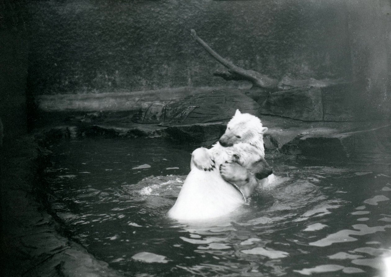 To isbjørne, herunder en ung isbjørn, der krammer og leger i en pool i London Zoo, juni 1922 af Frederick William Bond