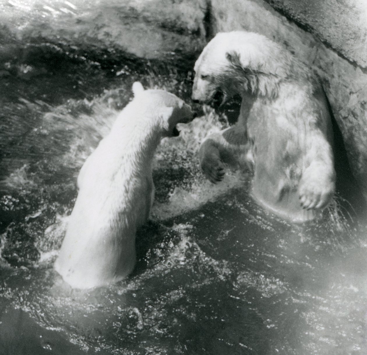 To isbjørne boltrer sig i deres pool. London Zoo i 1926 af Frederick William Bond
