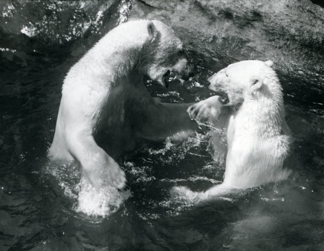 To isbjørne boltrede sig i deres pool i London Zoo i 1926 af Frederick William Bond