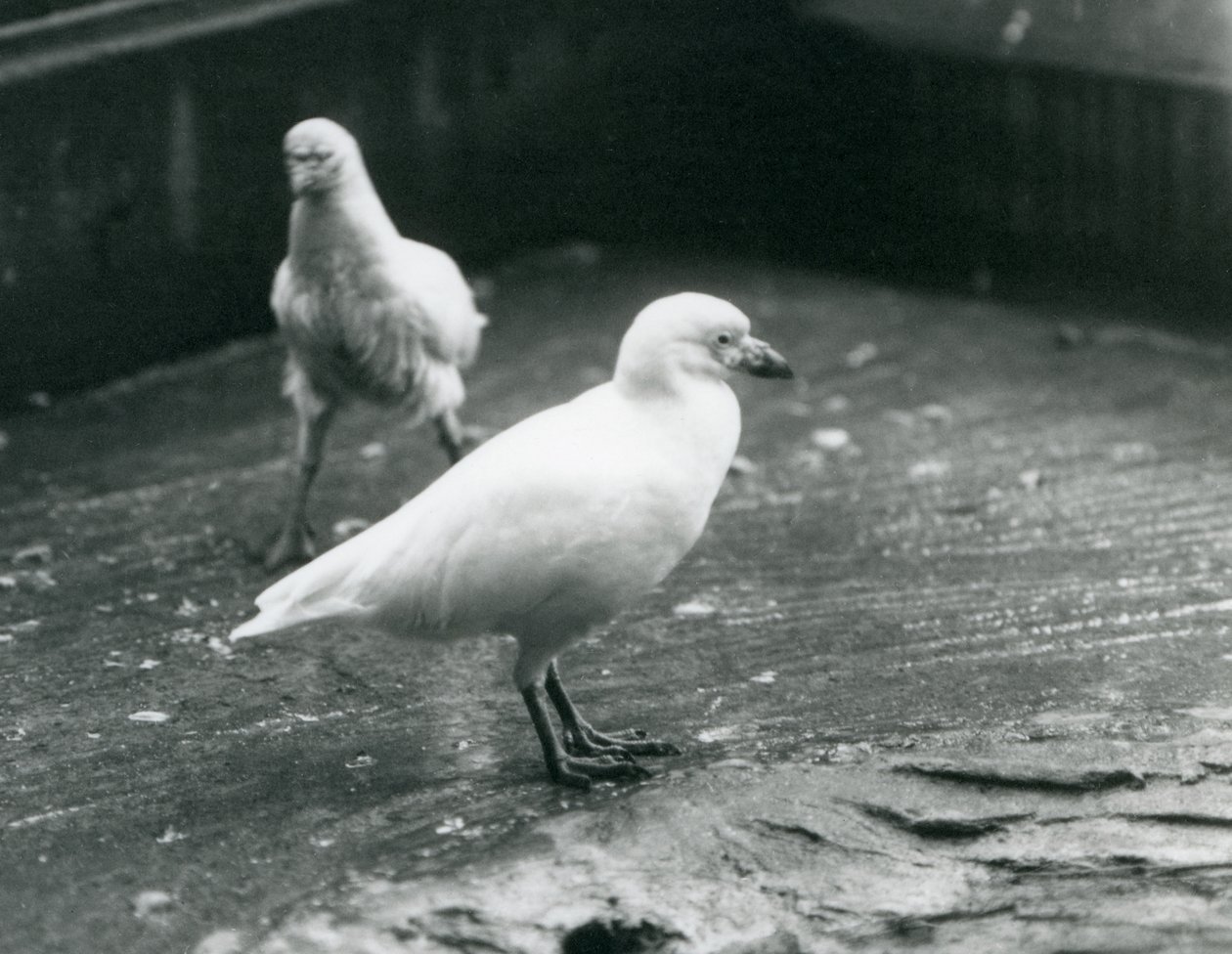 To sneklædte sheathbills står og går på jorden i London Zoo, august 1927 af Frederick William Bond