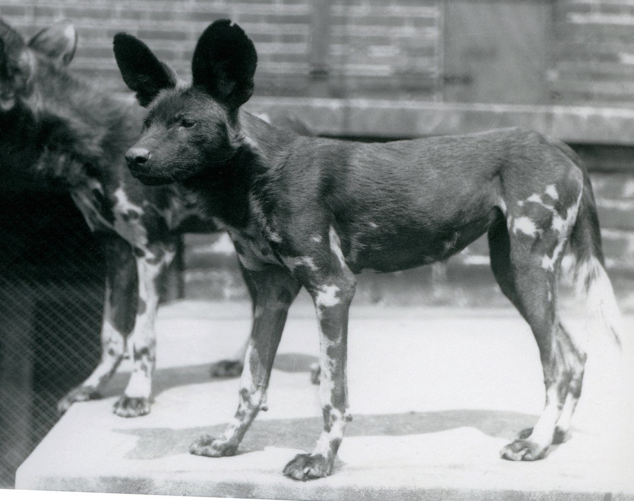 To somaliske vilde hunde i London Zoo, juli 1925 af Frederick William Bond