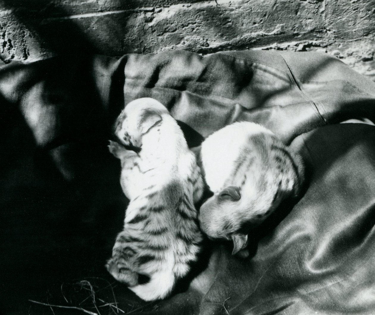 To Stribede Hyaena-unger i London Zoo, ca. 1914 af Frederick William Bond