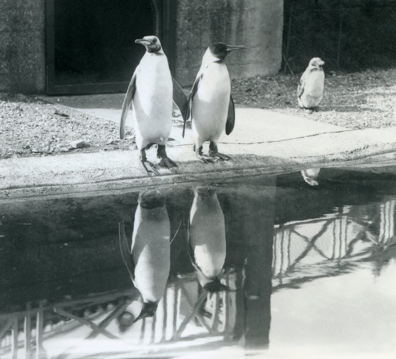 To voksne kongepingviner står ved deres pool med deres refleksioner i vandet, London Zoo af Frederick William Bond