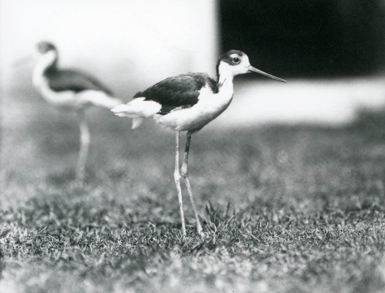 To sorthalsede stylter stående på græs, London Zoo, juli 1925 af Frederick William Bond