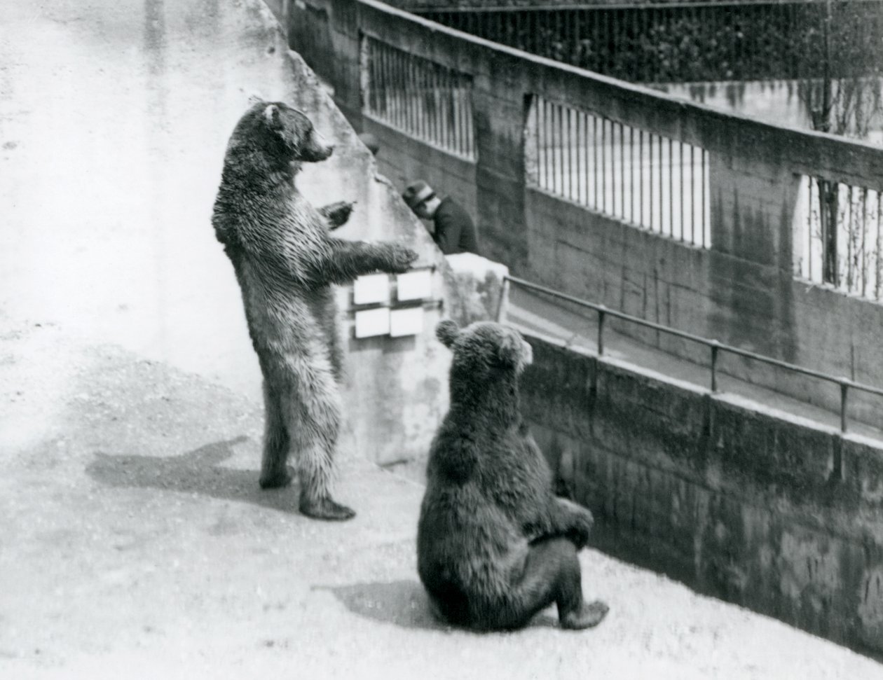 To brune bjørne, en stående på bagbenene og en siddende, ser ned fra Mappin Terraces, London Zoo, juli 1925 af Frederick William Bond
