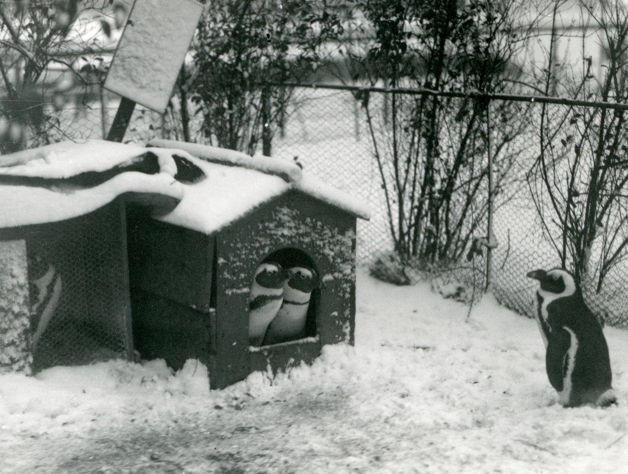 To truede sortfodede pingviner kigger ud af deres redekasse i sneen, mens en anden ser på, London Zoo, 1924 af Frederick William Bond