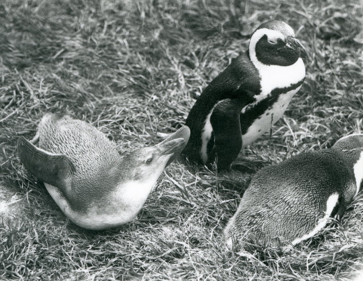 To unge og en voksen sortfodet Jackass afrikanske pingvin, siddende og liggende på græs, i London Zoo april 1925 af Frederick William Bond
