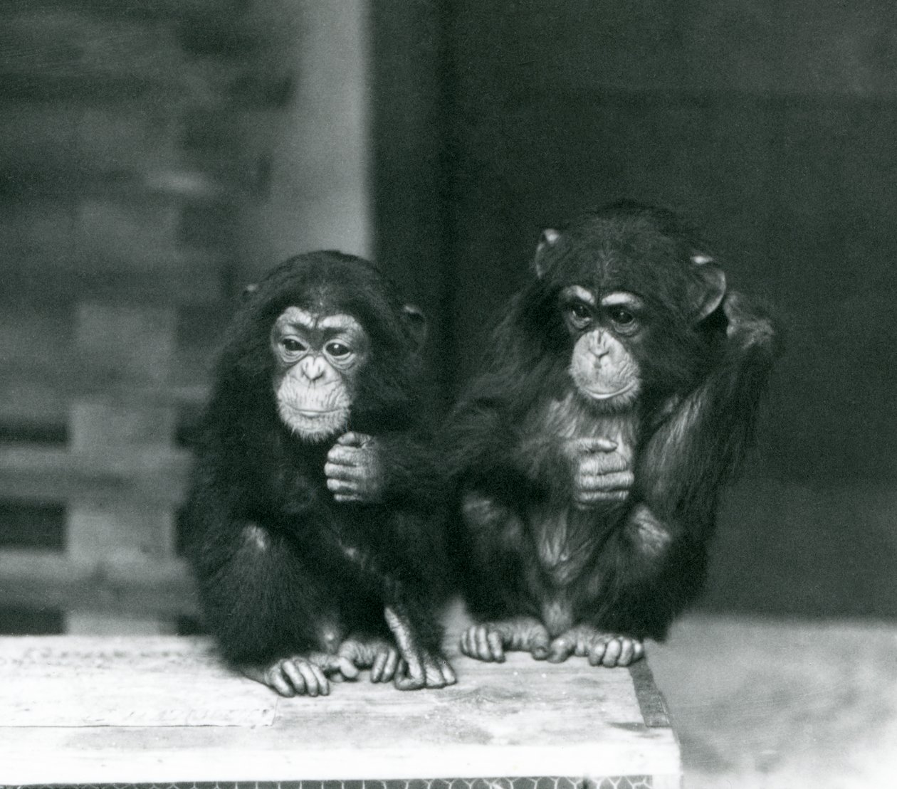 To unge chimpanser sidder på en trækasse, London Zoo af Frederick William Bond