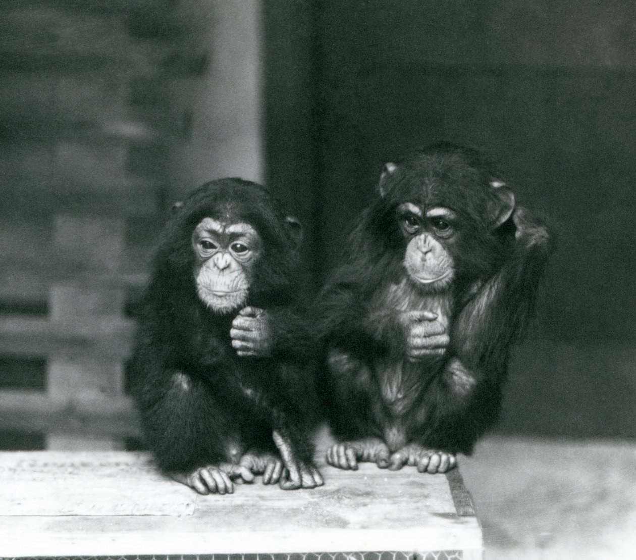 To unge chimpanser sidder på en trækasse, London Zoo, 1924 af Frederick William Bond
