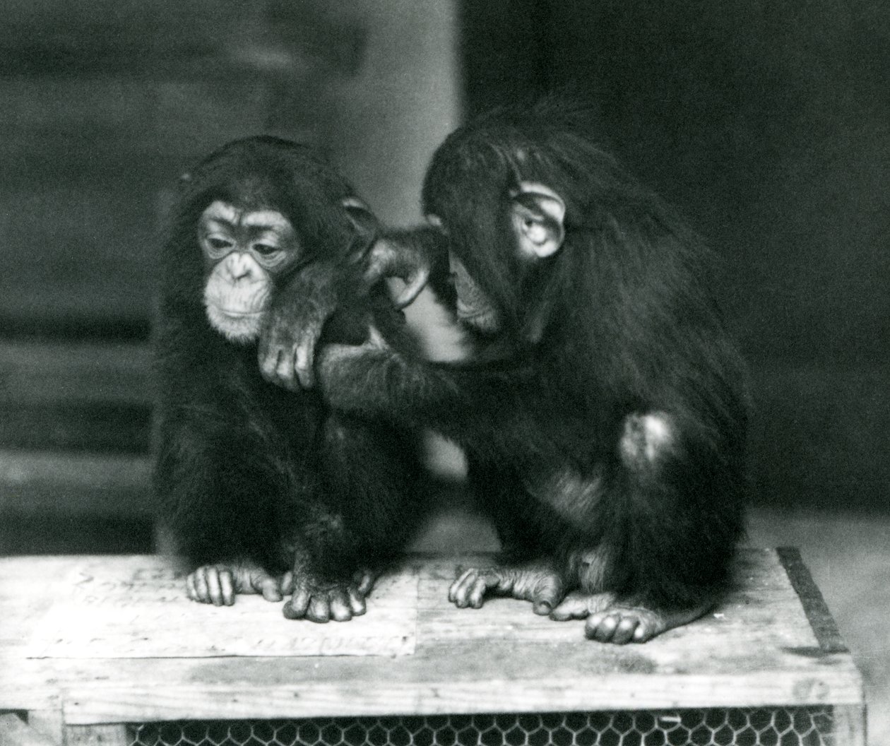 To unge chimpanser sidder på en trækasse, London Zoo, 1924 af Frederick William Bond